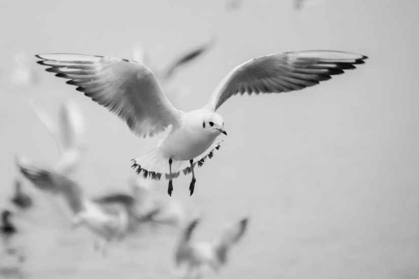 seagull-flight-bird-beach-60116.jpeg